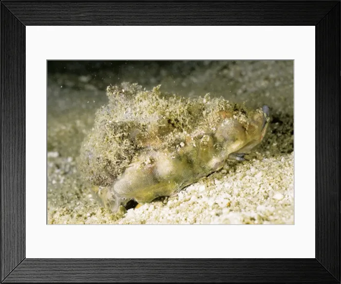 Framed Print : Conch Andaman Sea, Myanmar DWD00631 Framed Print : Conch Andaman Sea, Myanmar DWD00631