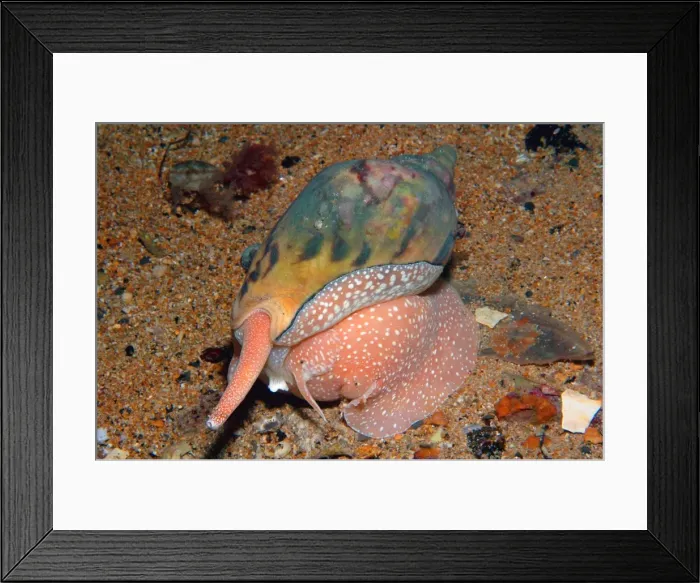 Framed Print : Lightning Volute - at night, foraging. In daytime they bury themselves for protection. Edithburgh, South Australia. TED00640 Framed Print : Lightning Volute - at night, foraging. In daytime they bury themselves for protection. Edithburgh, South Australia. TED00640