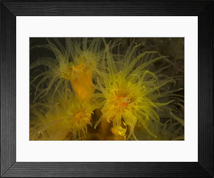 Framed Print : Colony of tube corals - feeding at night. They remain retracted during the day, like other hard corals. They are found widely in tropical and sub-tropical seas in the Indo-Pacific, Anilao, Manila Framed Print : Colony of tube corals - feeding at night. They remain retracted during the day, like other hard corals. They are found widely in tropical and sub-tropical seas in the Indo-Pacific, Anilao, Manila