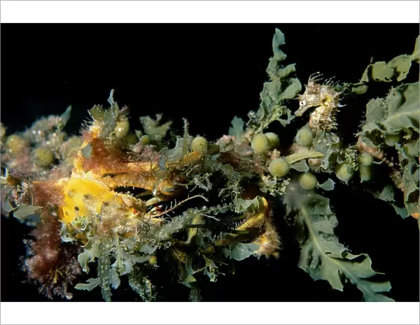 Seahorse, Hippocampus breviceps, A seahorse with a Spider Crab, Naxia aurita, crawling toward it, Edithburgh, South Australia, Australia, Southern Ocean