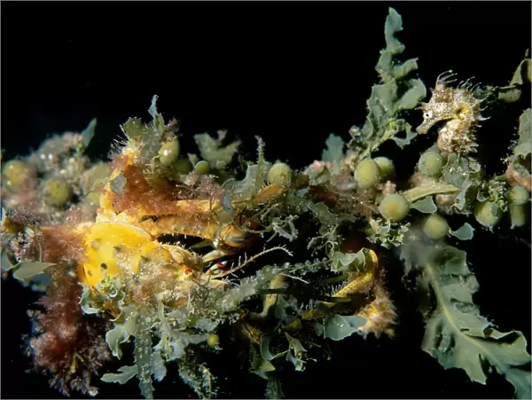 Seahorse, Hippocampus breviceps, A seahorse with a Spider Crab, Naxia aurita, crawling toward it, Edithburgh, South Australia, Australia, Southern Ocean