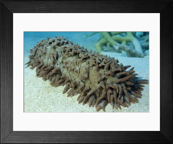 Framed Print : Sea Cucumber - Great Barrier Reef - Australia Framed Print : Sea Cucumber - Great Barrier Reef - Australia