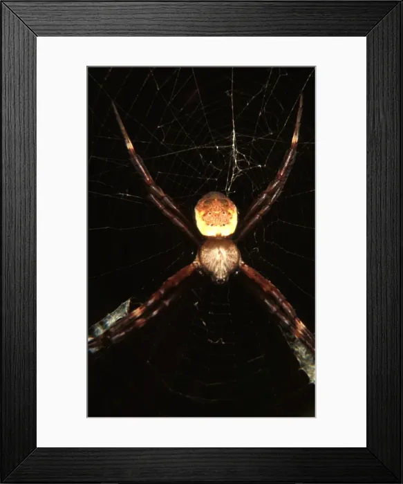 Framed Print : CLY02080. AUS-302. St Andrews Cross spider - male. Framed Print : CLY02080. AUS-302. St Andrews Cross spider - male.