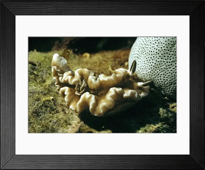 Framed Print : Nudibranch (Glossodoris atromarginata) Great Barrier Reef, Queensland, Australia. DWD00263 Framed Print : Nudibranch (Glossodoris atromarginata) Great Barrier Reef, Queensland, Australia. DWD00263
