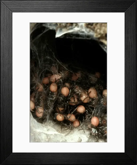 Framed Print : CLY02034. AUS-256. Sydney funnel-web spider - spiderlings at burrow entrance, Framed Print : CLY02034. AUS-256. Sydney funnel-web spider - spiderlings at burrow entrance,