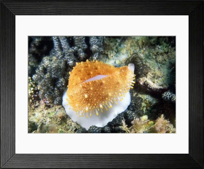 Framed Print : Cowrie Shell North Solitary Island, New South Wales, Australia Framed Print : Cowrie Shell North Solitary Island, New South Wales, Australia