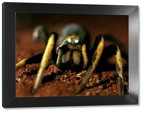 CLY02044. AUS-266. A wolf spider - showing two large median eyes, at night