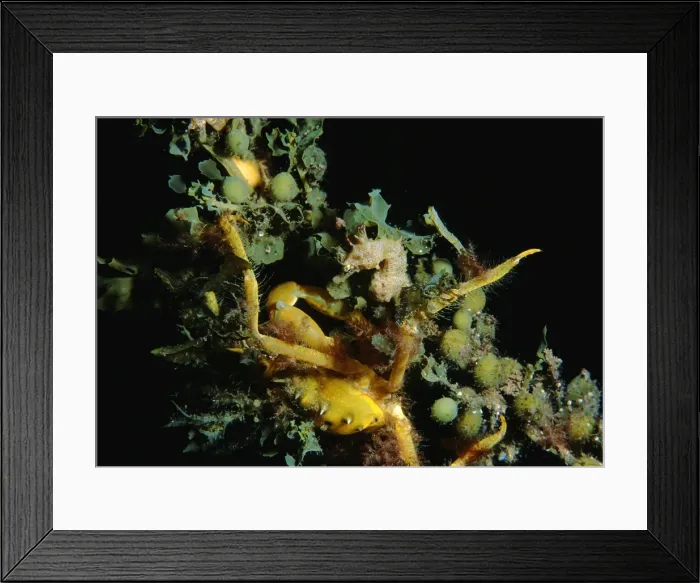 Framed Print : Seahorse, Hippocampus breviceps, A seahorse with a Spider Crab, Naxia aurita, crawling over it, Edithburgh, South Australia, Australia, Southern Ocean Framed Print : Seahorse, Hippocampus breviceps, A seahorse with a Spider Crab, Naxia aurita, crawling over it, Edithburgh, South Australia, Australia, Southern Ocean