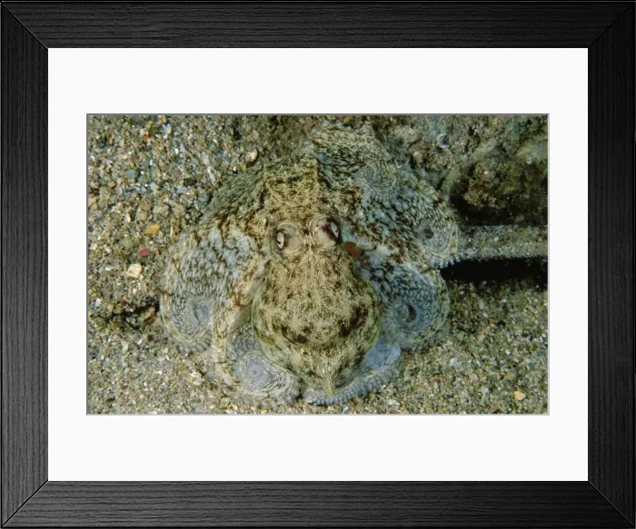 Framed Print : Southern keeled octopus - Port Turton, South Australia TED00144 Framed Print : Southern keeled octopus - Port Turton, South Australia TED00144