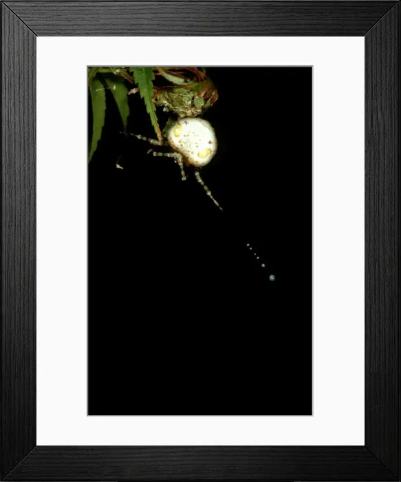 Framed Print : CLY02054. AUS-276. Magnificent spider - female swinging trapline of sticky Framed Print : CLY02054. AUS-276. Magnificent spider - female swinging trapline of sticky