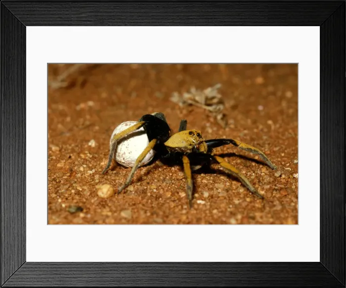 Framed Print : CLY02040. AUS-262. A wolf spider - female, an outback spider, carrying her egg sac Framed Print : CLY02040. AUS-262. A wolf spider - female, an outback spider, carrying her egg sac