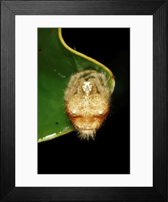 Framed Print : CLY02060. AUS-282. A bolas spider - in daytime retreat Framed Print : CLY02060. AUS-282. A bolas spider - in daytime retreat