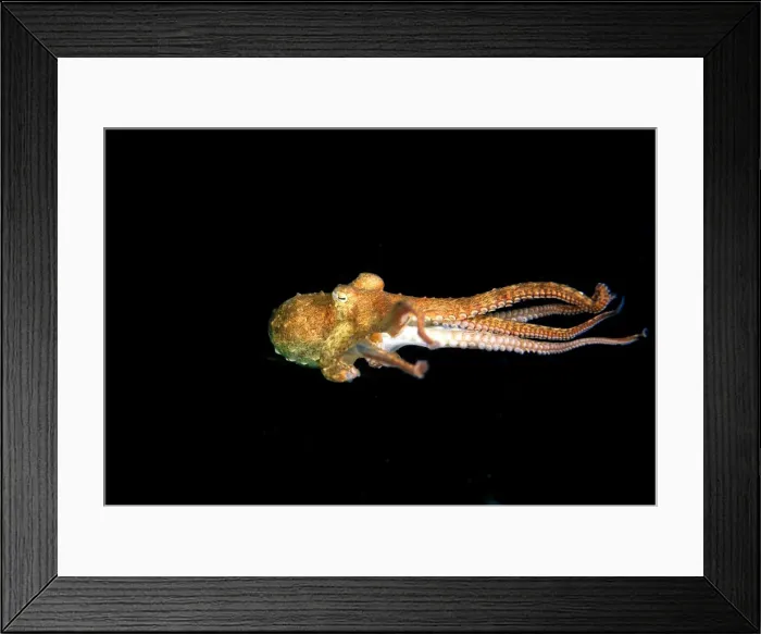 Framed Print : Southern Keeled Octopus - in midwater Edithburgh, Yorke Peninsula, South Australia TED00191 Framed Print : Southern Keeled Octopus - in midwater Edithburgh, Yorke Peninsula, South Australia TED00191