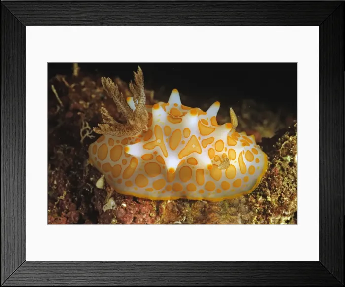 Framed Print : Nudibranch Great Detached Reef, Great Barrier Reef, Queensland, Australia DWD00159 Framed Print : Nudibranch Great Detached Reef, Great Barrier Reef, Queensland, Australia DWD00159