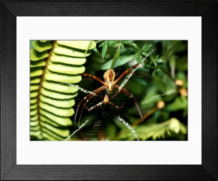 Framed Print : CLY02081. AUS-303. St Andrews Cross spider - female with male in attendance Framed Print : CLY02081. AUS-303. St Andrews Cross spider - female with male in attendance