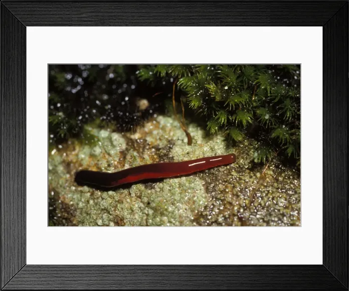 Framed Print : Proboscis worm (species not identified), with proboscis retracted Framed Print : Proboscis worm (species not identified), with proboscis retracted