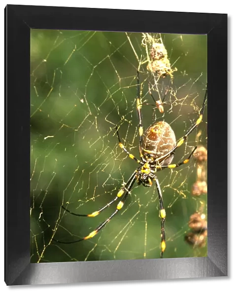 A Golden orb-weaver - female spider in web with food debris and attendant male above