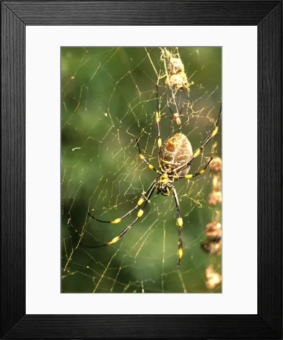 Framed Print : A Golden orb-weaver - female spider in web with food debris and attendant male above