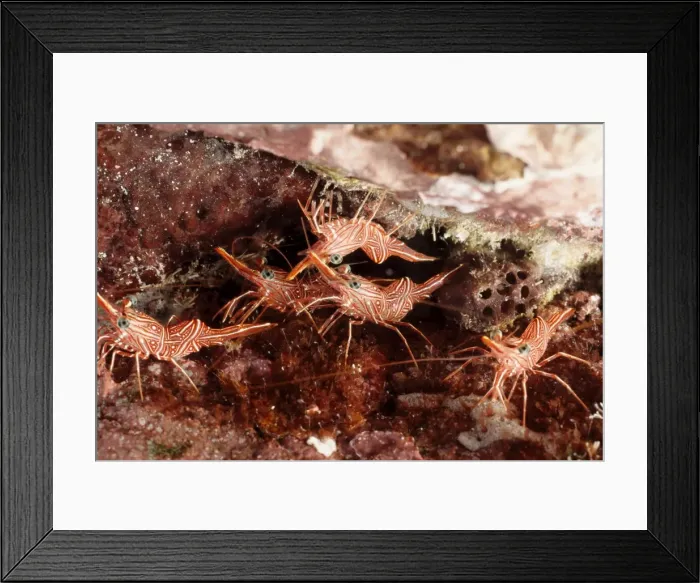 Framed Print : Hingebeak shrimp (Rhynchocinetes sp). Andaman Sea, Myanmar Framed Print : Hingebeak shrimp (Rhynchocinetes sp). Andaman Sea, Myanmar