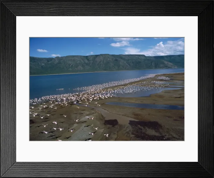 Framed Print : Greater Flamingo - colony - Lake Bogoria - Rift Valley - Kenya - Africa Framed Print : Greater Flamingo - colony - Lake Bogoria - Rift Valley - Kenya - Africa