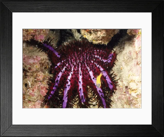 Framed Print : Crown-of-thorns starfish (Acanthaster planci). This is the distinctive south-east Asian colour form of the species, with a violet stripe on each arm. Richelieu Rock, Andaman Sea, Thailand Framed Print : Crown-of-thorns starfish (Acanthaster planci). This is the distinctive south-east Asian colour form of the species, with a violet stripe on each arm. Richelieu Rock, Andaman Sea, Thailand