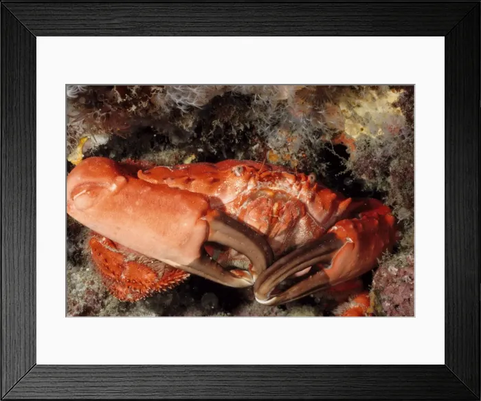 Framed Print : Coral crab (Etisus splendidus). Andaman Sea, Myanmar Framed Print : Coral crab (Etisus splendidus). Andaman Sea, Myanmar