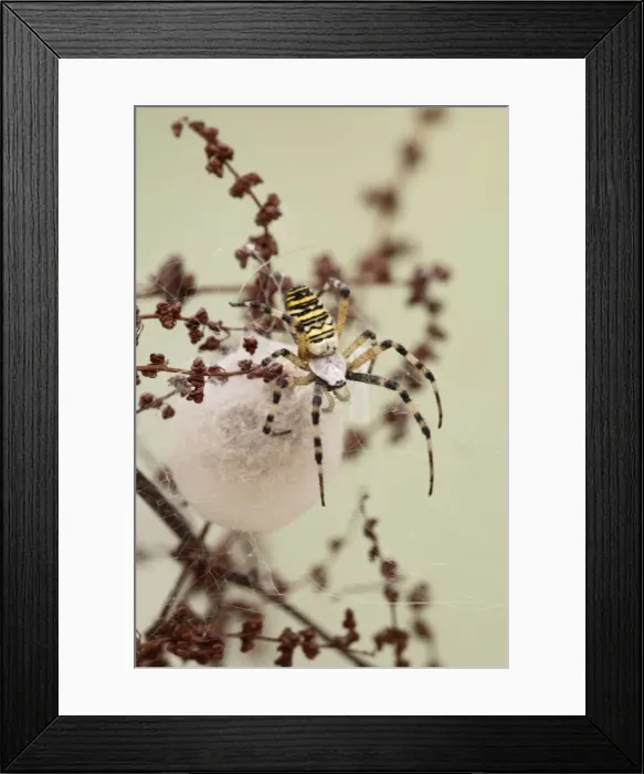 Framed Print : Wasp Spider -by cocoon - Bedfordshire UK 008129 Framed Print : Wasp Spider -by cocoon - Bedfordshire UK 008129