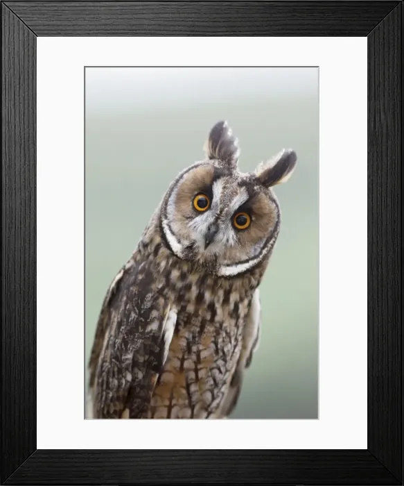 Framed Print : Long eared Owl - West Wales UK 007804 Framed Print : Long eared Owl - West Wales UK 007804