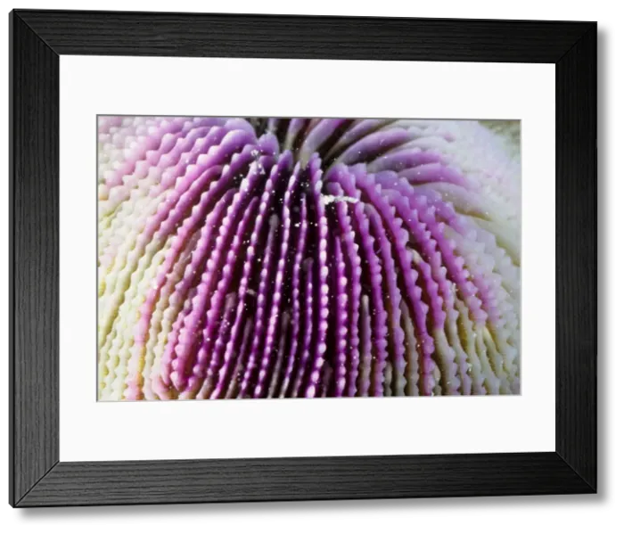 Framed Print : This close up shows the skeletal structure of a mushroom coral (Fungia sp). These are unusual corals in that the polyps are solitary, not forming colonies and they are not attached to the sea bed, unlike most of corals Framed Print : This close up shows the skeletal structure of a mushroom coral (Fungia sp). These are unusual corals in that the polyps are solitary, not forming colonies and they are not attached to the sea bed, unlike most of corals
