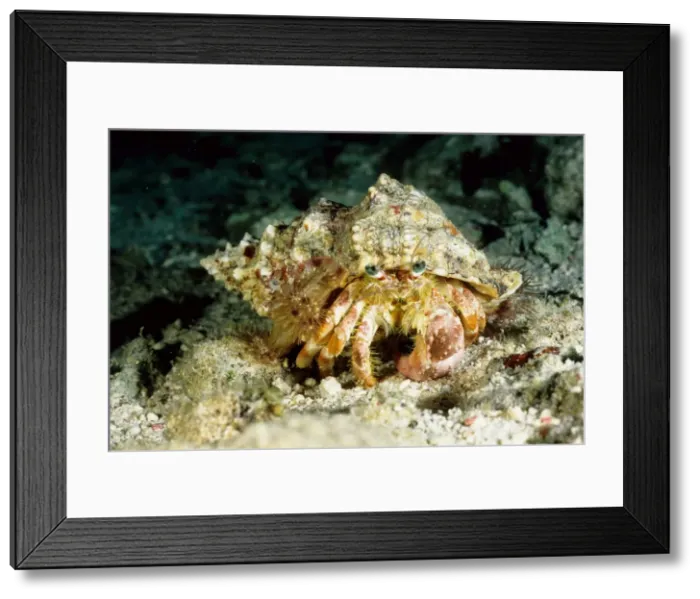 Framed Print : Hermit crab (Dardanus deformis) with sea anemones (Calliactis sp) on shell. Ribbon Reef Number 3, Great Barrier Reef Marine Park, Queensland, Australia Framed Print : Hermit crab (Dardanus deformis) with sea anemones (Calliactis sp) on shell. Ribbon Reef Number 3, Great Barrier Reef Marine Park, Queensland, Australia