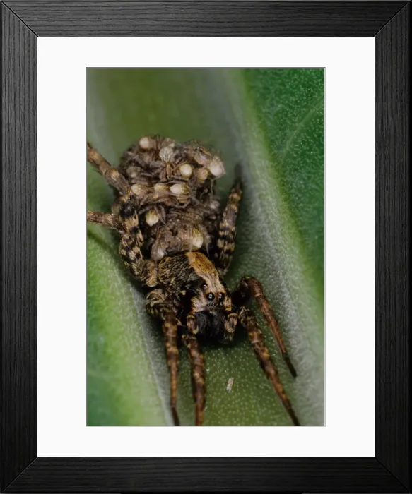 Framed Print : This female wolf spider (Lycosa sp) is bearing her brood of young on her back. Townsville, Queensland, Australia Framed Print : This female wolf spider (Lycosa sp) is bearing her brood of young on her back. Townsville, Queensland, Australia