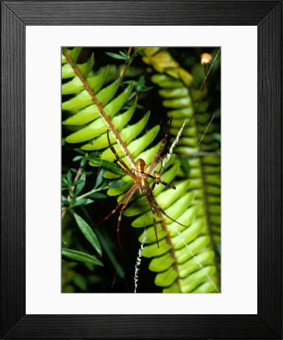 Framed Print : St Andrews cross spider - female in web with attendant male Framed Print : St Andrews cross spider - female in web with attendant male