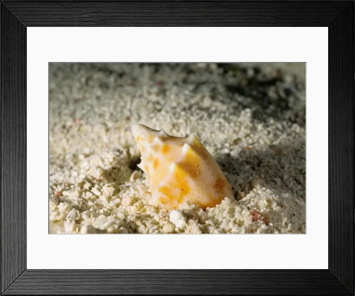 Framed Print : The predatory snail, known as a volute, (Cymbiola sp) is burying itself in the sand, perhaps to avoid predators. Great Barrier Reef Marine Park, Queensland, Australia Framed Print : The predatory snail, known as a volute, (Cymbiola sp) is burying itself in the sand, perhaps to avoid predators. Great Barrier Reef Marine Park, Queensland, Australia
