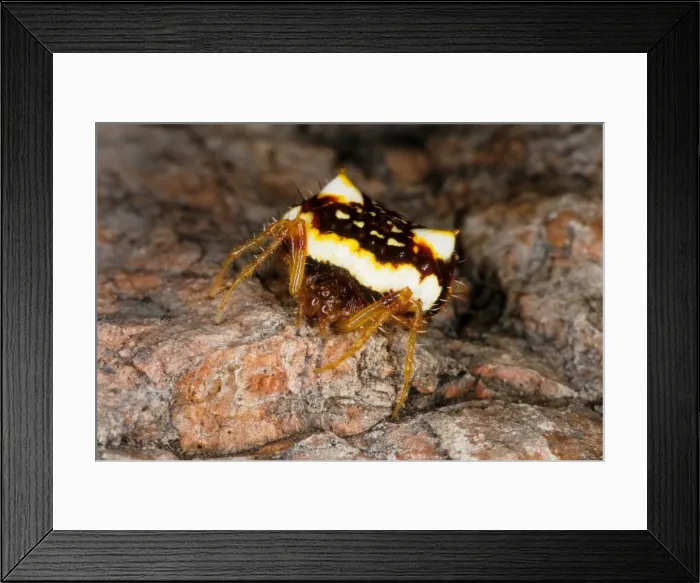 Framed Print : The two-spined spider (Poecilopachys australasiae) is a common resident of suburban gardens. Townsville, Queensland, Australia Framed Print : The two-spined spider (Poecilopachys australasiae) is a common resident of suburban gardens. Townsville, Queensland, Australia