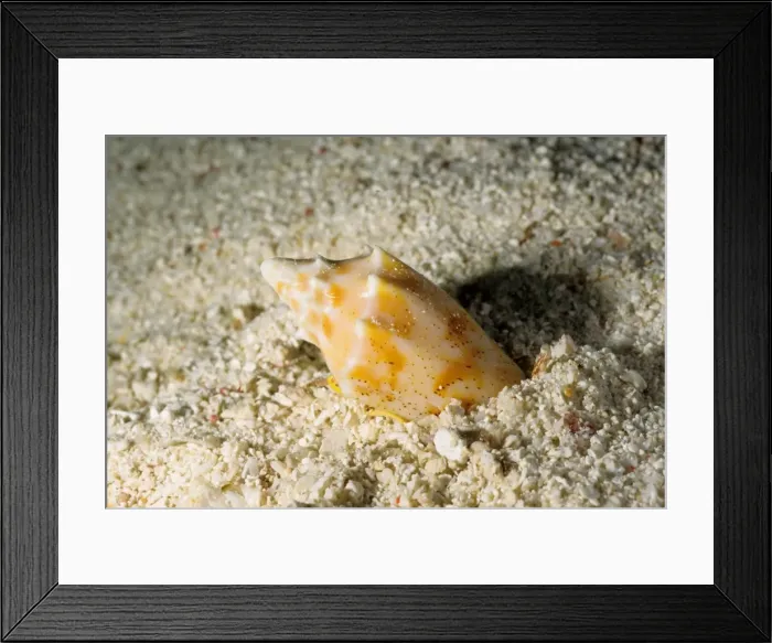 Framed Print : The predatory snail, known as a volute, (Cymbiola sp) is burying itself in the sand, perhaps to avoid predators. Great Barrier Reef Marine Park, Queensland, Australia Framed Print : The predatory snail, known as a volute, (Cymbiola sp) is burying itself in the sand, perhaps to avoid predators. Great Barrier Reef Marine Park, Queensland, Australia