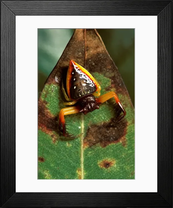 Framed Print : Triangular spider. It does not make a web but waits in ambush with its spiny legs adapted to capture Framed Print : Triangular spider. It does not make a web but waits in ambush with its spiny legs adapted to capture
