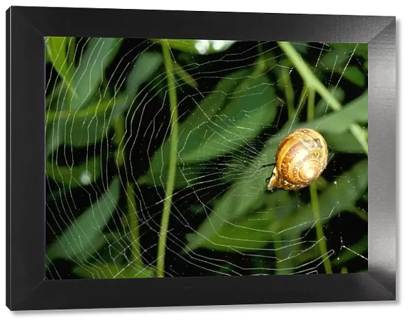 Leaf-curling spider - using snail shell as retreat at centre of web