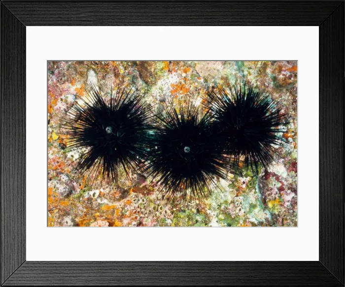 Framed Print : Sea urchins (Echinothrix diadema). Richelieu Rock, Andaman Sea, Thailand Framed Print : Sea urchins (Echinothrix diadema). Richelieu Rock, Andaman Sea, Thailand
