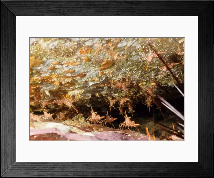 Framed Print : Hingebeak shrimp (Rhynchocinetes sp). Andaman Sea, Myanmar Framed Print : Hingebeak shrimp (Rhynchocinetes sp). Andaman Sea, Myanmar