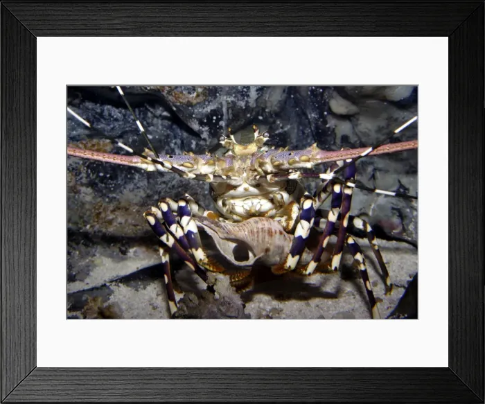 Framed Print : Ornate rock lobster (Panulirus ornatus) Reef Headquarters, Townsville, Queensland, Australia Captive specimen Framed Print : Ornate rock lobster (Panulirus ornatus) Reef Headquarters, Townsville, Queensland, Australia Captive specimen