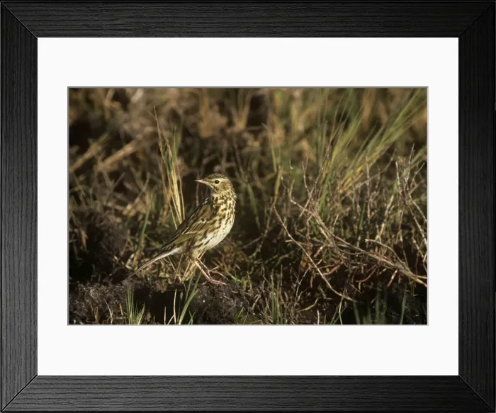 Framed Print : Correndera Pipit - perched on ground Framed Print : Correndera Pipit - perched on ground