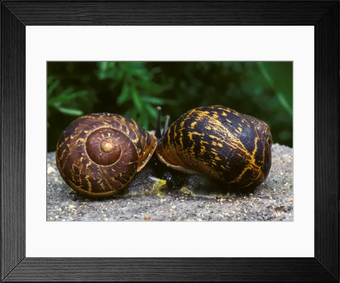 Framed Print : Garden snail - mating, with discarded love darts nearby Framed Print : Garden snail - mating, with discarded love darts nearby