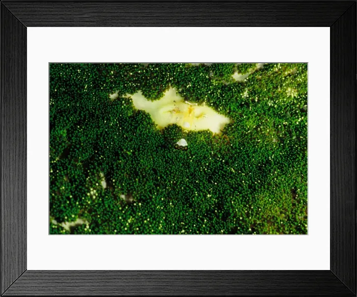 Framed Print : Commensal shrimp (Periclimenes sp) on adhesive sea anemone (Cryptodendrum adhaesivum). Ribbon Reef Number 3, Great Barrier Reef Marine Park, Queensland, Australia Framed Print : Commensal shrimp (Periclimenes sp) on adhesive sea anemone (Cryptodendrum adhaesivum). Ribbon Reef Number 3, Great Barrier Reef Marine Park, Queensland, Australia