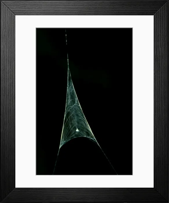 Framed Print : CLY02091. AUS-313. Rufous net-casting spider - male spiders sperm net with