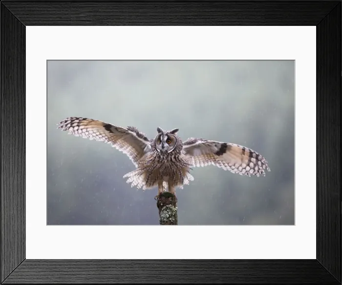 Framed Print : Long eared Owl - in rain with wings spread - West Wales UK 007933 Framed Print : Long eared Owl - in rain with wings spread - West Wales UK 007933