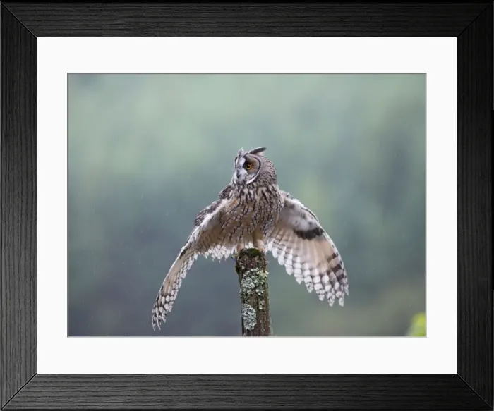 Framed Print : Long eared Owl - in rain - West Wales UK 007934 Framed Print : Long eared Owl - in rain - West Wales UK 007934