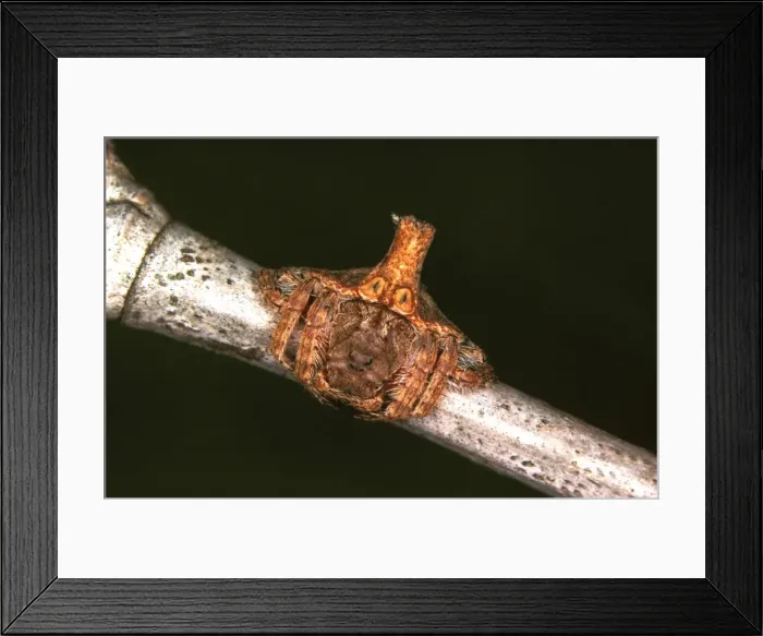 Framed Print : A spider - a nocturnal web-maker that during the day uses its turreted abdomen to camouflage itself as a broken twig Framed Print : A spider - a nocturnal web-maker that during the day uses its turreted abdomen to camouflage itself as a broken twig