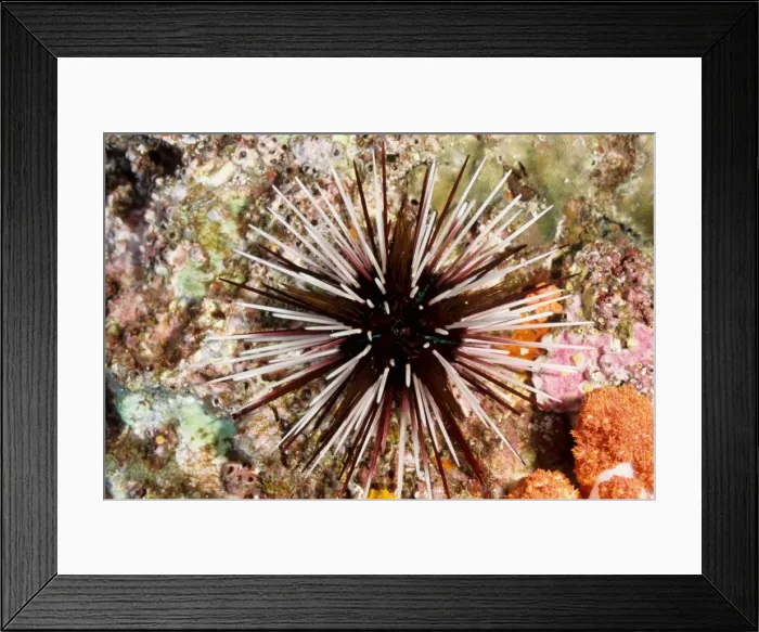 Framed Print : Sea urchin (Echinothrix calamaris). Richelieu Rock, Andaman Sea, Thailand Framed Print : Sea urchin (Echinothrix calamaris). Richelieu Rock, Andaman Sea, Thailand