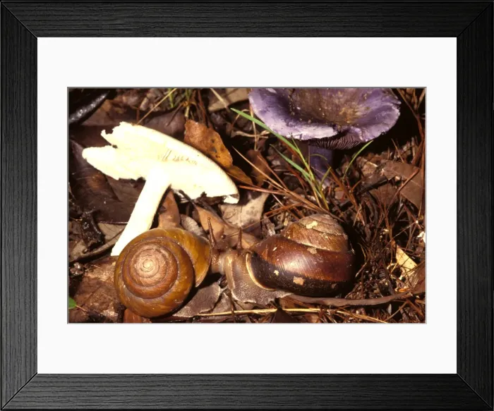 Framed Print : Snails - mating near their food fungi. Ground dweller in rainforest Framed Print : Snails - mating near their food fungi. Ground dweller in rainforest