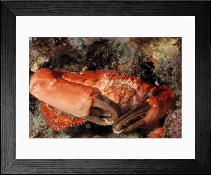 Framed Print : Coral crab (Etisus splendidus). Andaman Sea, Myanmar Framed Print : Coral crab (Etisus splendidus). Andaman Sea, Myanmar